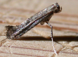 Parornix species